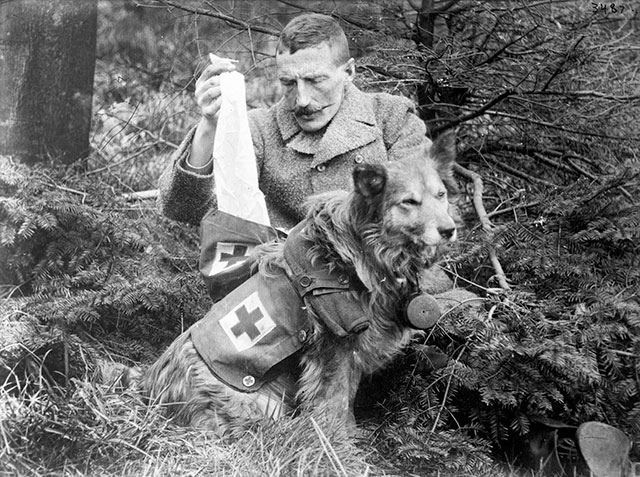 Soldado retira ataduras do kit transportado por um cão médico britânico, em 1915