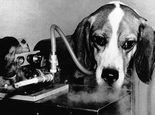 Registro revoltante de 1966. Para testar a ligação entre o fumo e efisema pulmonar, o Hospital de Veteranos de East Orange ligou uma máquina de fumo à tranqueia do cão através de um tubo plástico
