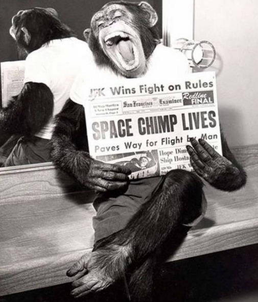 Macaco segurando um jornal de 1961 no qual relatava sua sobrevivência após uma viagem espacial