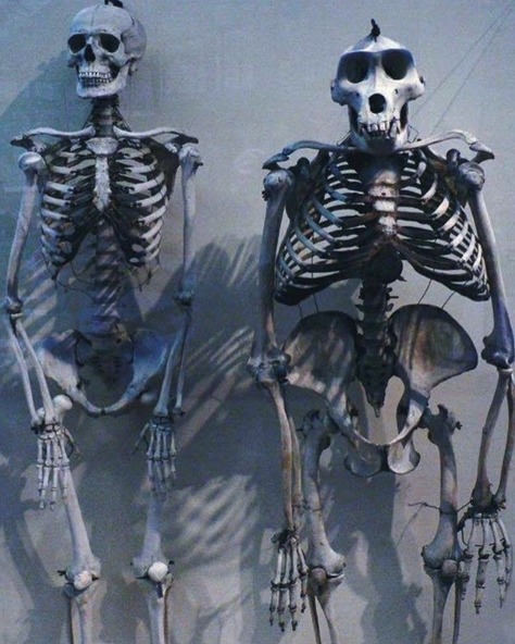 Esqueleto humano em comparação a um esqueleto de gorila