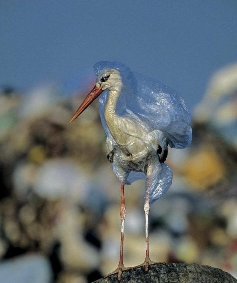 Isso é o que pode acontecer quando nosso lixo chega até os animais. Fotografia da National Geographic