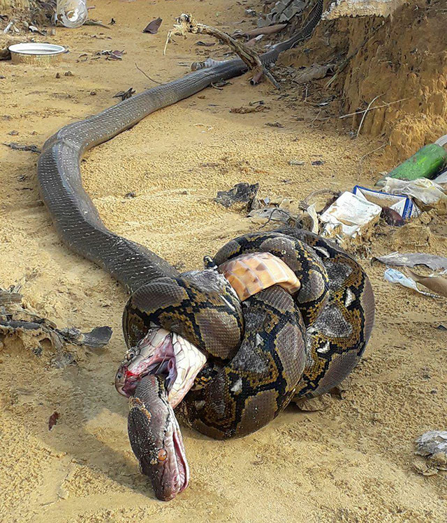 Uma cobra rei tentando matar e devorar uma pithon. Ambas foram encontradas mortas
