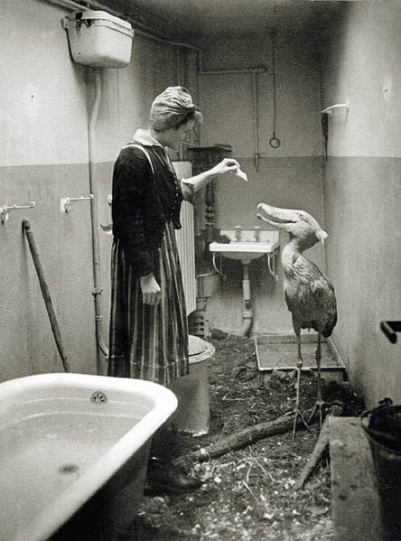 Quando as tropas soviéticas se aproximaram de Berlim, em 1945, os cidadãos fizeram o possível para cuidar dos animais do zoológico de Berlim
