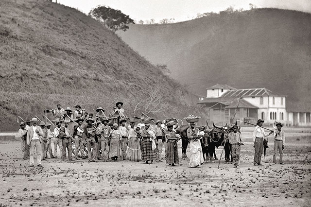 Escravos de uma plantação de café no Brasil, 1885