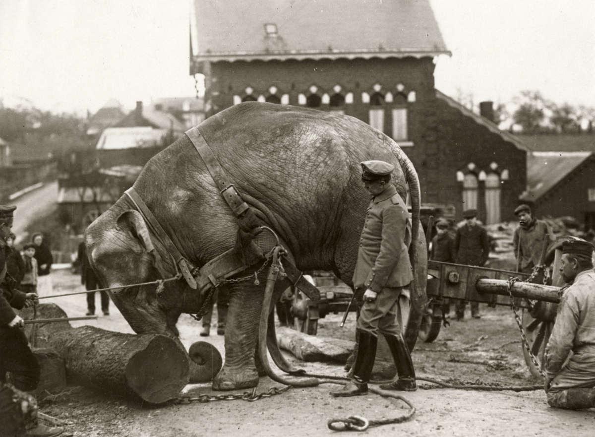 Elefante sendo usado por soldado alemão para mover troncos pesados na Primeira Guerra Mundial, 1915