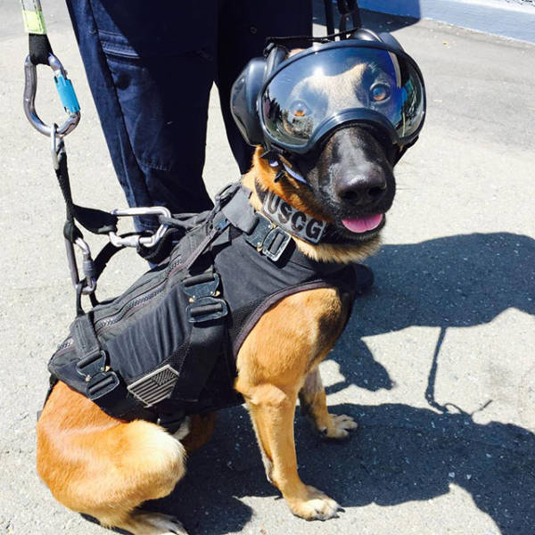 Este cachorro está pronto para pular de um helicóptero