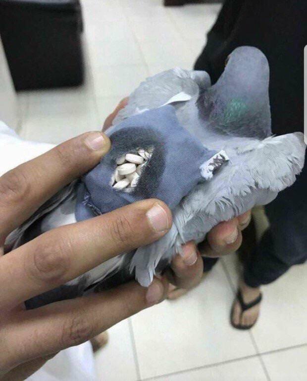 Polícia no Kuwait descobre pombo com 200 comprimidos de ecstasy numa espécie de mochila