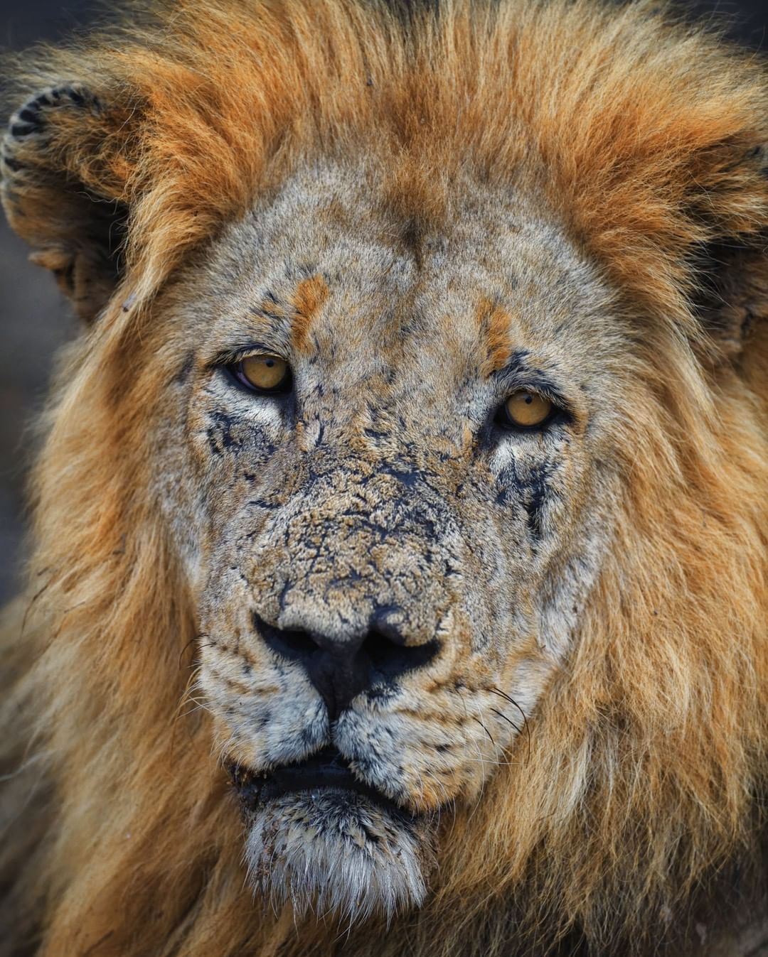 Este leão de 11 anos de idade é considerado um guerreiro entre os outros da espécie. Sua face é um distintivo de honra que mostra quantas batalhas ele enfrentou para tornar-se rei do seu território