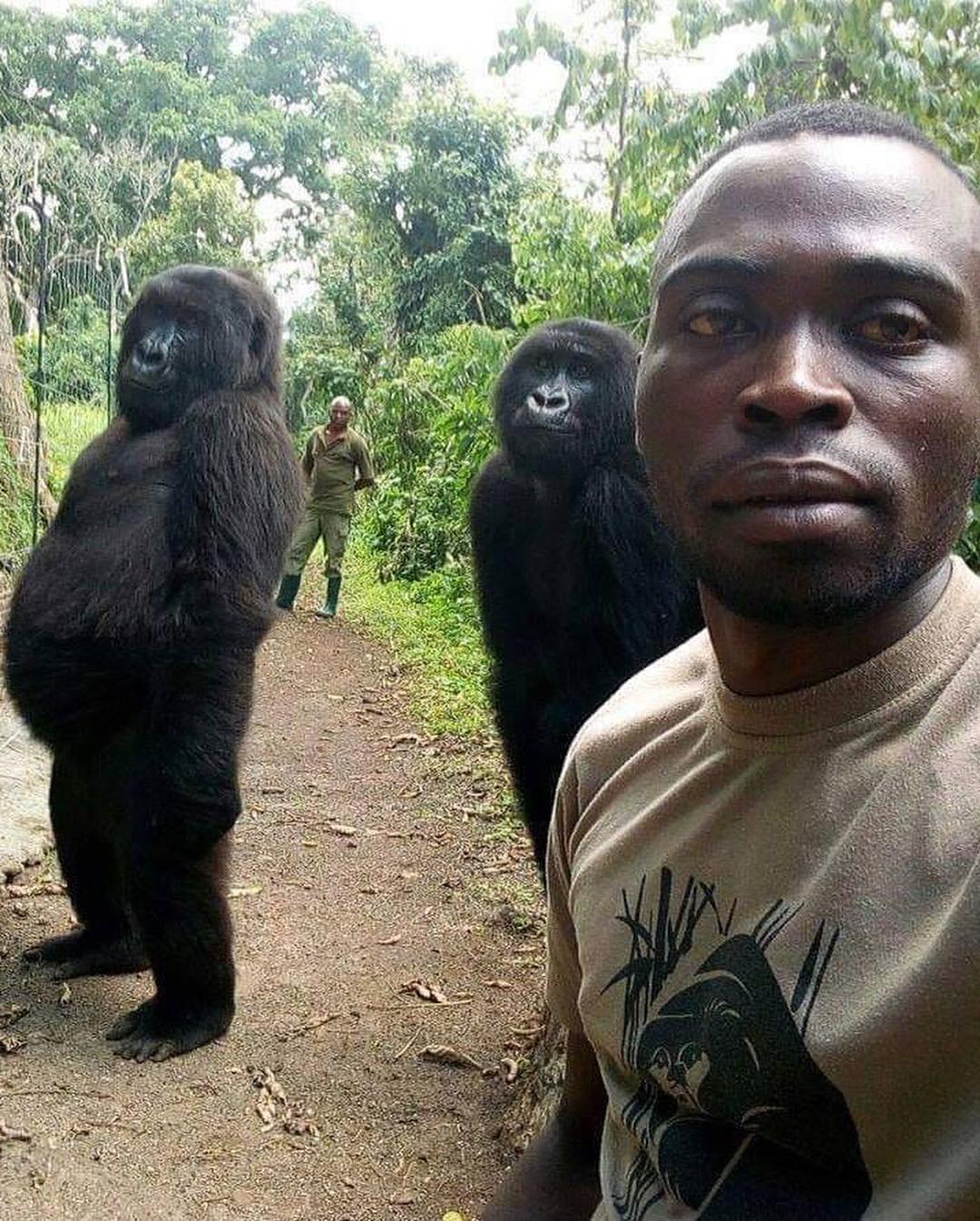 Grupo anti-caçadores e os gorilas que eles ajudam a preservar