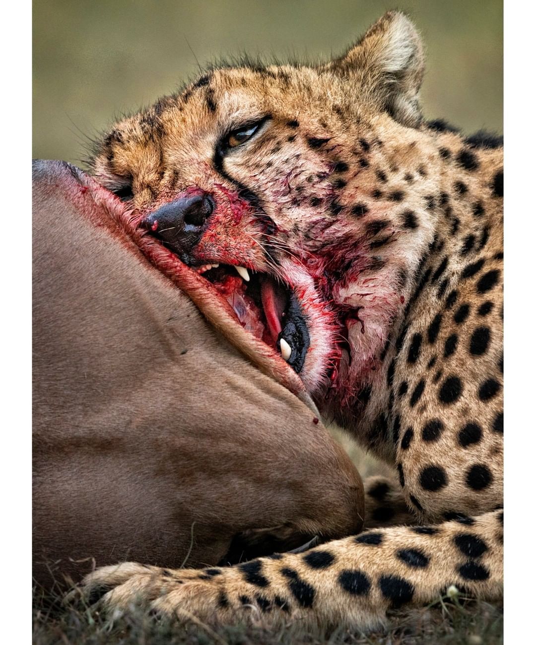 Um guepardo concentrado na alimentação, mas sem se descuidar do mundo a seu redor