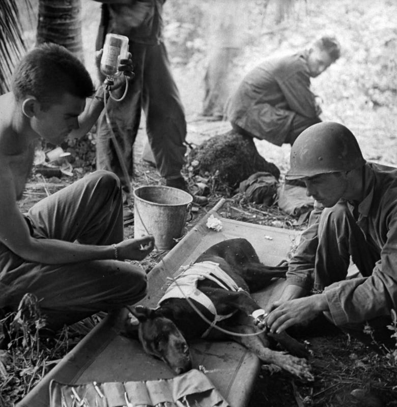 Tropas americanas tratando cão ferido do Pelotão de Cães, em 1944
