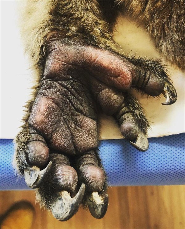 Mão de um coala