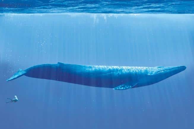 Maior animal que já existiu, a baleia azul, em compração com um mergulhador. Elas medem em média 30,5 metros de comprimento e mais de 180 toneladas de peso