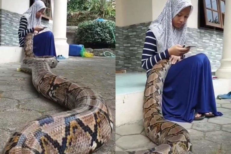 V Deo De Cobra Gigante Dormindo No Colo De Menina Viraliza O Buteco