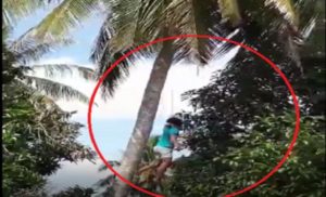 Tirador de coco se atrapalha e por pouco não morre enforcado