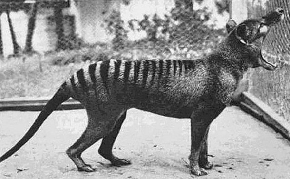 Registro fotográfico do último lobo-da-Tasmânia, extinto na década de 30