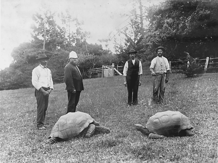 Tartaruga Jonathan (à esquerda) fotografada em 1886. Ela ainda está viva e detém o recorde de animal terrestre mais antigo do mundo