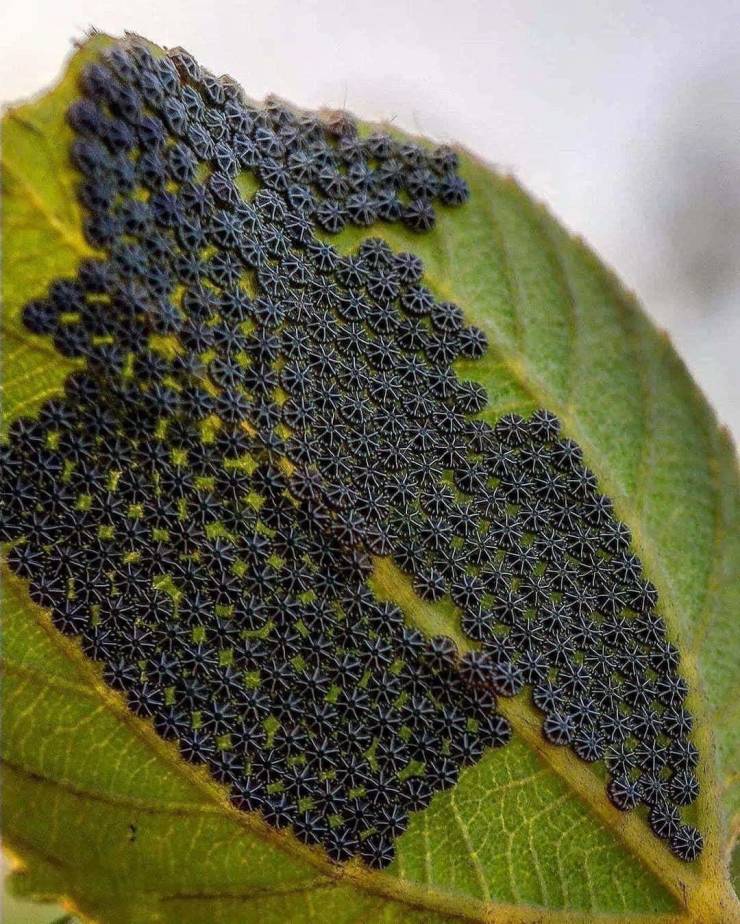 Ovos de borboleta depositados organizadamente numa folha