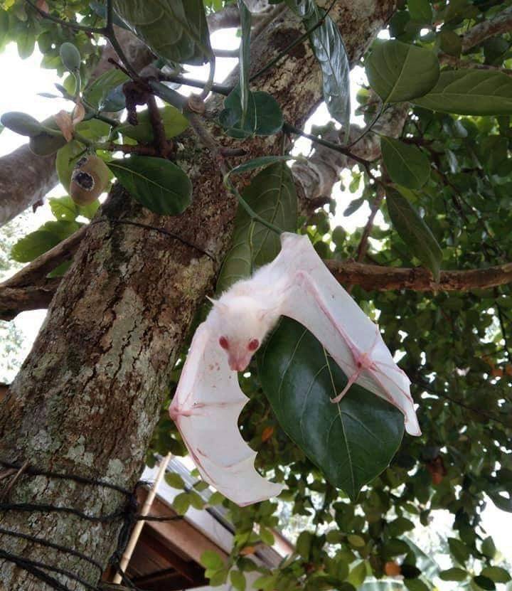Morcego albino encontrado em Davao, Filipinas. Este é o primeiro morcego albino descoberto no país