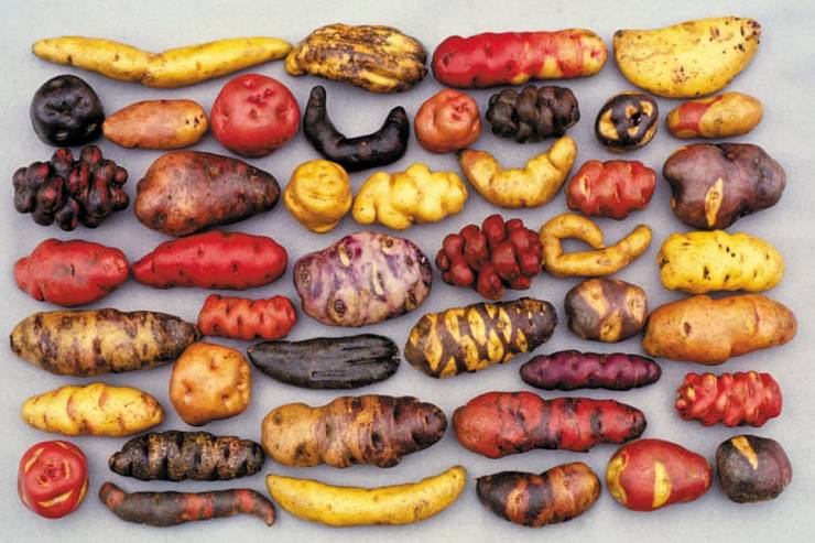 Diferentes tipos de batatas peruanas