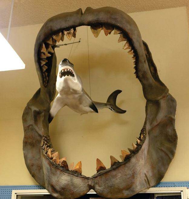 Mandíbula de um megalodonte antigo comparado com um grande tubarão branco
