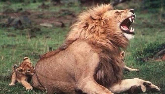 Leões adultos fingem que mordidas dos filhotes machucam para encorajá-los cada vez mais