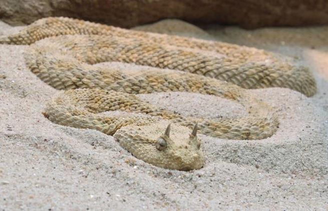 Cerastes cerastes, ou víbora com chifres do Saara, uma das únicas cobras com chifres do mundo