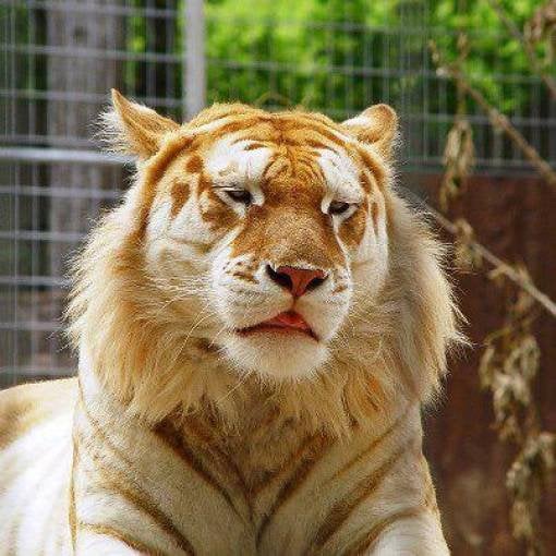 Tigre dourado extremamente raro. Acredita-se que existem menos de 30 no mundo todo