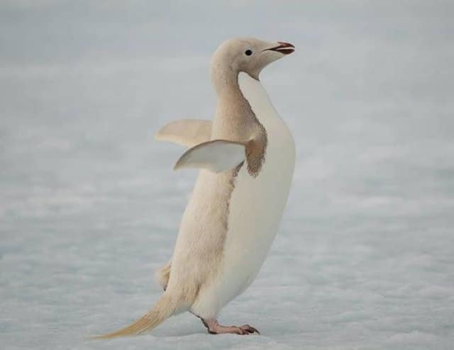 Pinguim Adelie com isabelinismo, uma mutação genética que dilui o pigmento das penas