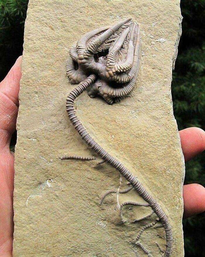 Fóssil de lírio-do-mar preservado com aproximadamente 345 milhões de anos