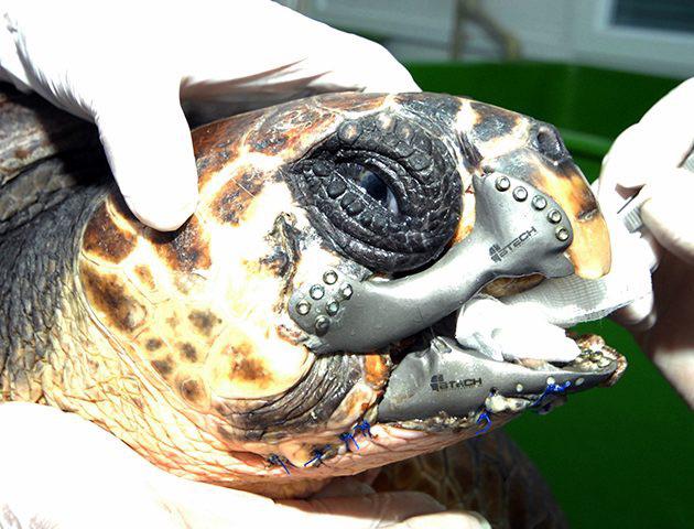 Essa tartaruga se envolveu em acidente de barco e perdeu parte do bico superior. Cientistas confeccionaram um novo bico de titânio impresso em 3D
