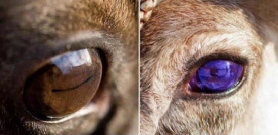 Os olhos das renas ficam azuis no inverno, o que os faz enxergar melhor no escuro devido à dispersão da luz na retina
