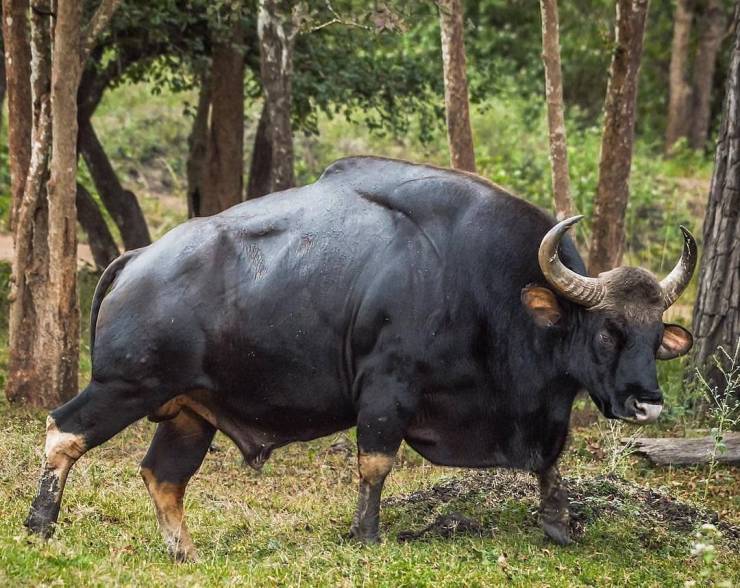 Gaur (bisão indiano) é o maior bovino selvagem vivo. Eles são capazes de perseguir e matar tigres em autodefesa