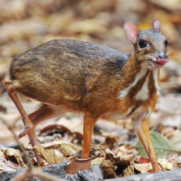 Raríssimo cervo-rato, avistado após desaparecer por uma geração, numa floresta de planície seca no sul do Vietnã