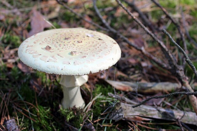  Este é um amanita phalloides, um fungo mortal comumente confundido com cogumelos comestíveis. A ingestão de um desses pode matar um adulto saudável e não há antídoto para ele