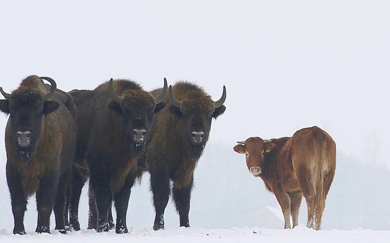 Uma vaca escapou de uma fazenda polonesa e foi vista meses depois vivendo com um rebanho de bisões selvagens