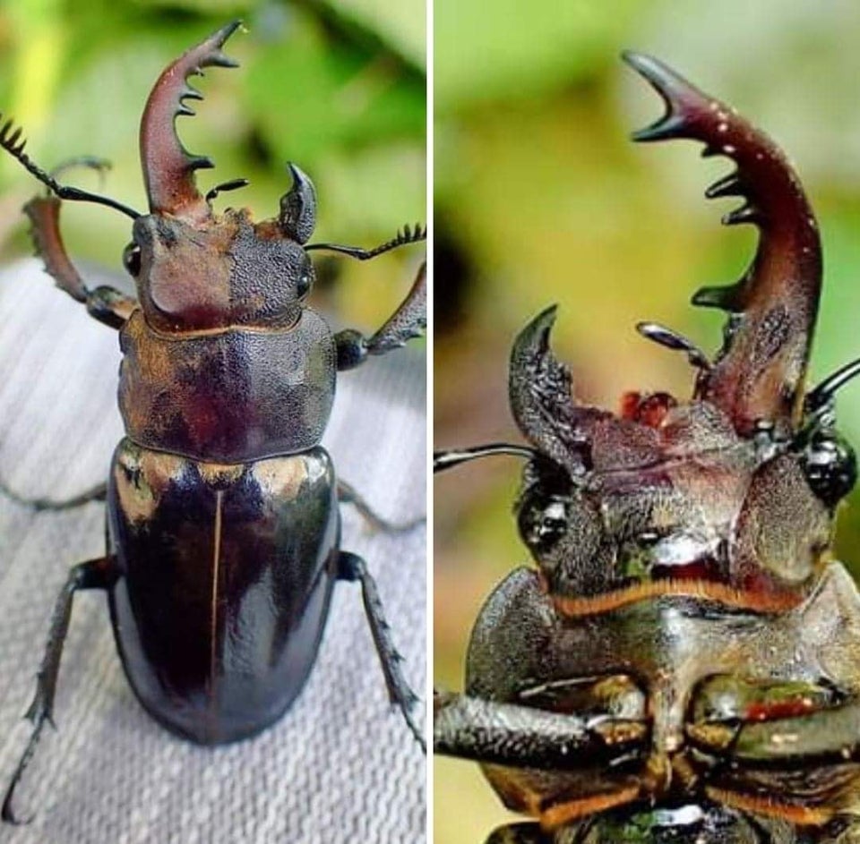 Escaravelho ginandromorfismo bilateral super-raro. O lado esquerdo é masculino e o direito é feminino