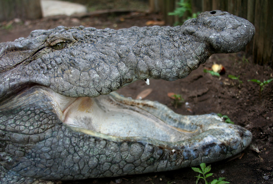 Assim como acontece com alguns humanos, um sinal de que um crocodilo está chegando à velhice (geralmente aos 90-100 anos) é a perda permanente dos dentes. Mas esteja avisado: crocodilos idosos ainda conseguem quebrar ossos e cortar membros apenas com o poder da mandíbula