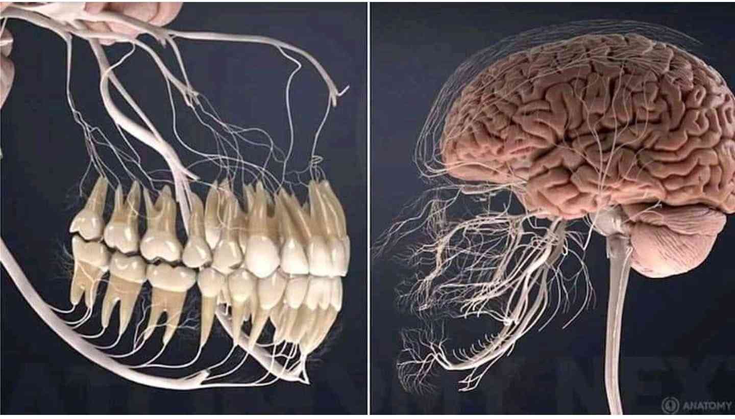 É assim que os nervos relacionados a seus dentes estão posicionados na sua cabeça