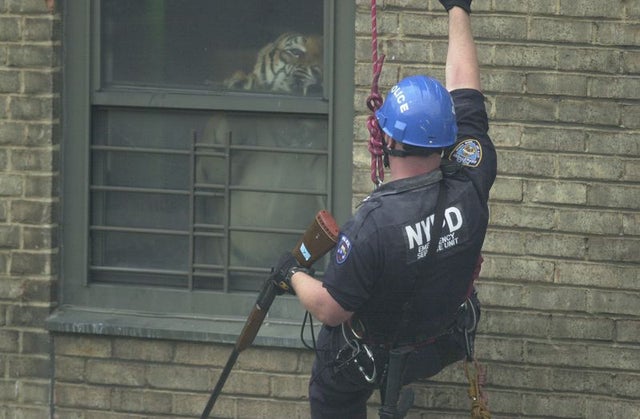 Policial de Nova Iorque cara a cara com um tigre que morava secretamente em um apartamento no Harlem, em 2003.