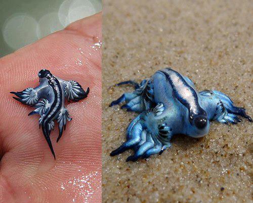 Glaucus atlanticus - também conhecido como dragão azul, espécie de lesma encontrada no mar. Apesar da aparência inofensiva, é capaz de ingejar substâncias tóxicas na pele humana e é considerado um animal muito perigoso.