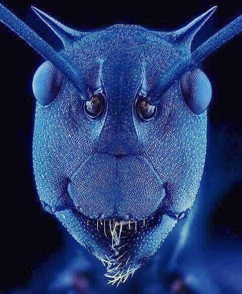 A face de uma formiga na visão de um microscópio