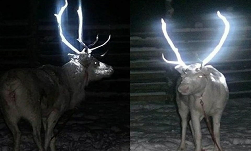 O governo da Finlândia pinta os chifres de animais com tinta spray para que brilhe à noite, a fim de protegê-los de acidentes com carros