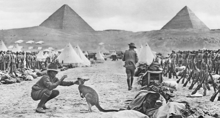 Tropas australianas no Egito controlado pelos britânicos durante a Primeira Guerra Mundial. Eles levaram cangurus com eles para o caso de ficarem com saudades de casa (1914)