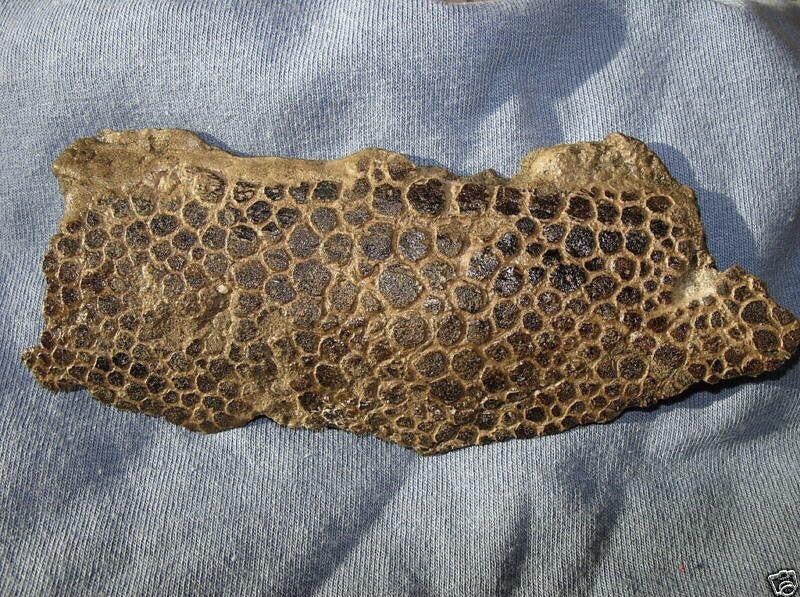Pele fossilizada de um dinossauro
