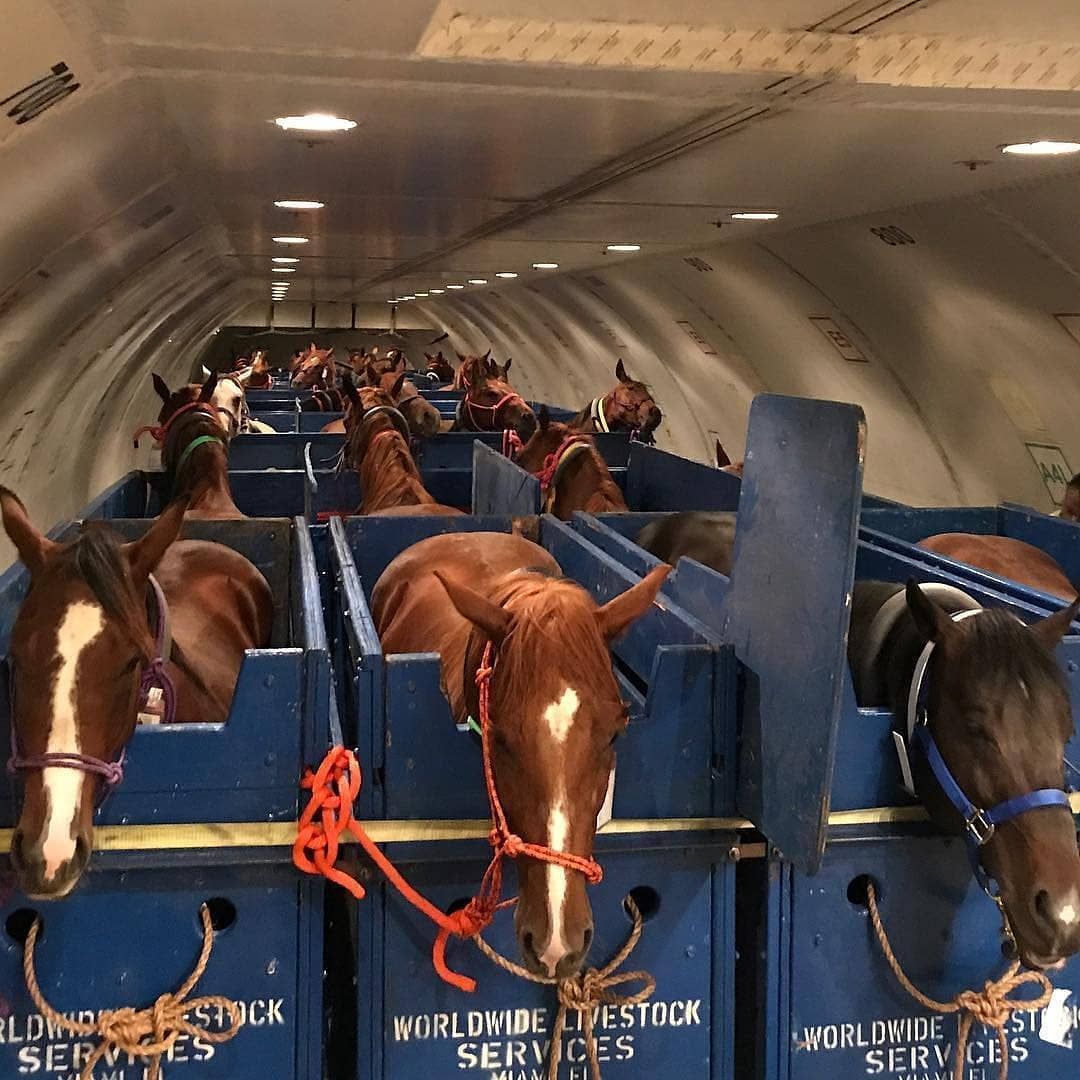 Este é um avião preparado exclusivamente para transportar cavalos