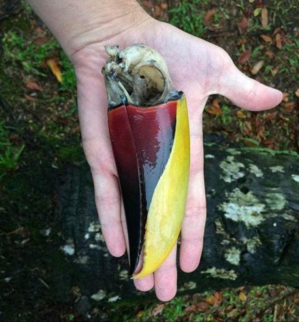 O bico de um tucano permanece inalterado mesmo após muitos anos da morte do pássaro