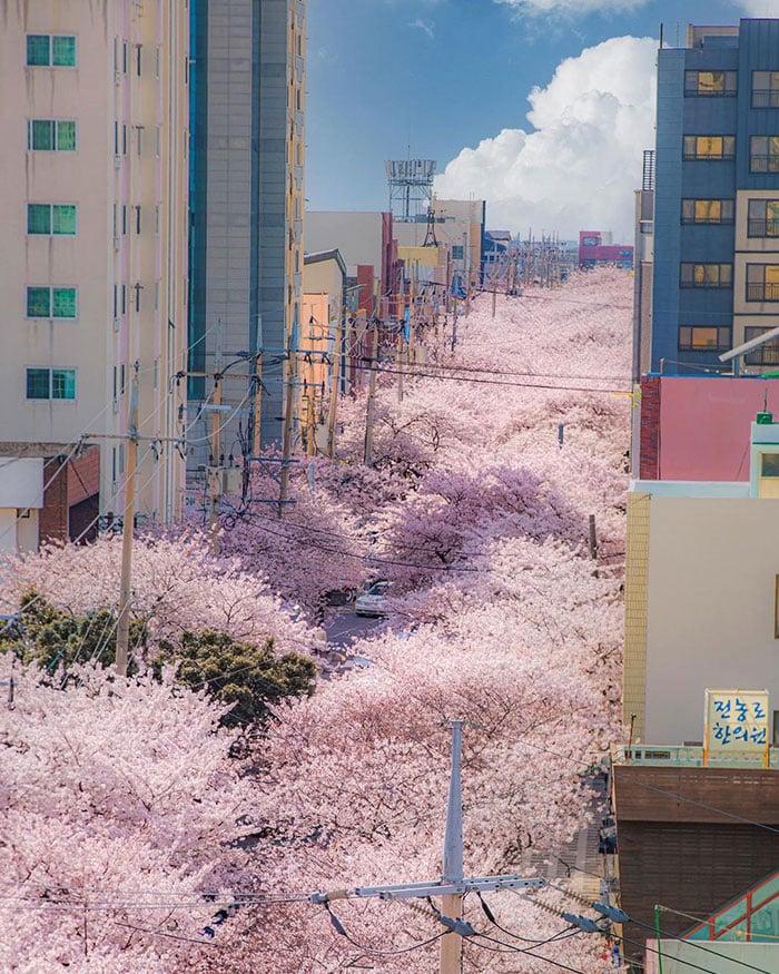 Explosão rosa de flores na cidade de Jeju, Ilha de Jeju, Coreia do Sul. 