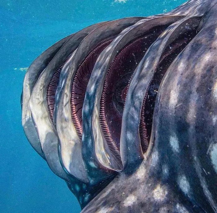 Guelras de um tubarão-baleia.