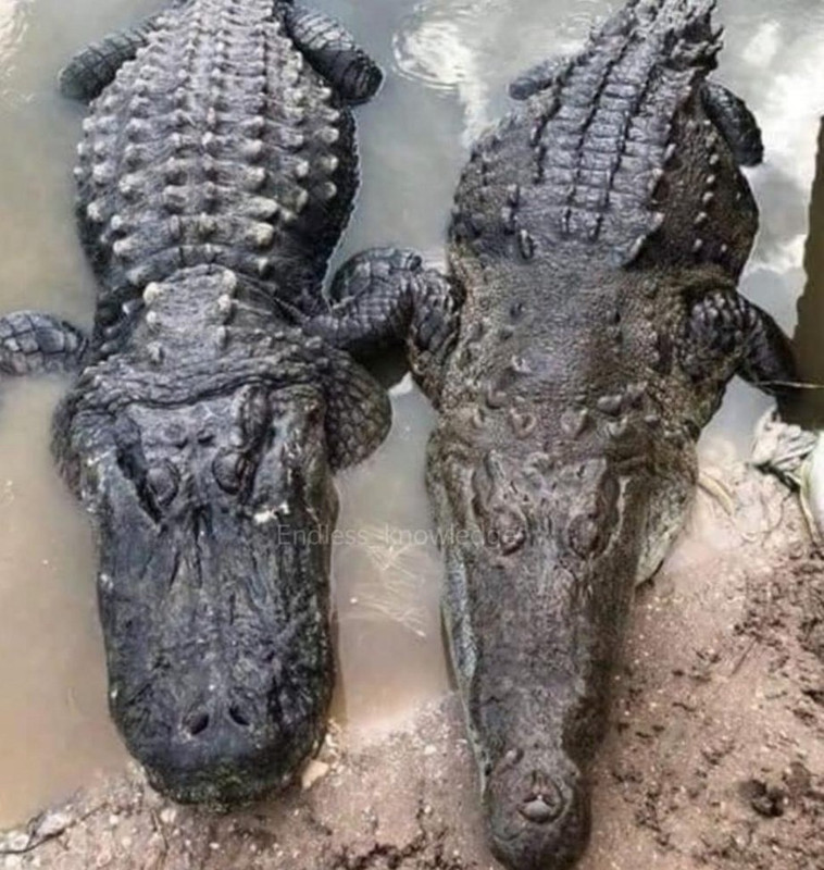 A diferença física entre um jacaré (esquerda) e um crocodilo.